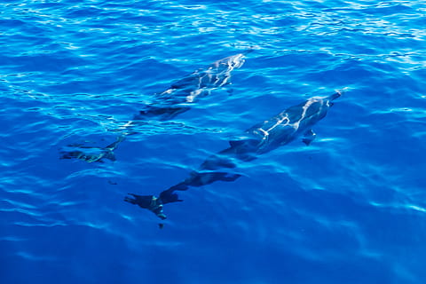 delfini, Oahu, oceano, acqua, mare, subacqueo, blu, nuoto, temi animali, animale, fauna selvatica, vertebrato, animali allo stato selvatico, gruppo di animali, natura, nessuno, vita marina, pesce, marino, sottomarino, mammifero acquatico, delfino, all'aperto, piscina, color turchese, scuola di pesca, 4K, CC0, dominio pubblico, privo di copyright