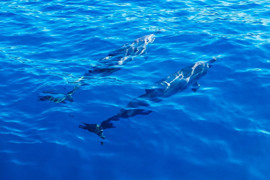 delfini, Oahu, oceano, acqua, mare, subacqueo, blu, nuoto, temi animali, animale, fauna selvatica, vertebrato, animali allo stato selvatico, gruppo di animali, natura, nessuno, vita marina, pesce, marino, sottomarino, mammifero acquatico, delfino, all'aperto, piscina, color turchese, scuola di pesca, 4K