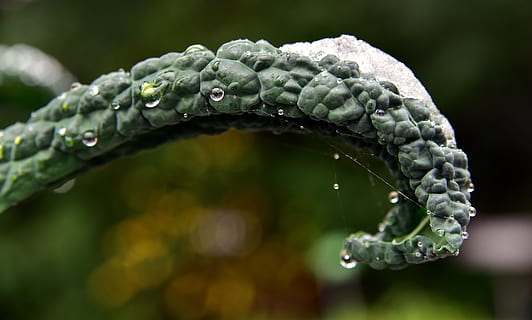 kohl, koolblad, winter, detailopname, sneeuw, ijs-, druppelen, koude, groenten, wintergroenten, structuur, groen, gezond, eten, voedsel, laten vallen, water, nat, focus op de voorgrond, fabriek, natuur, geen mensen, schoonheid in de natuur, groene kleur, dag, groei, deel van de plant, buitenshuis, versheid, blad, puurheid, regen, regendruppel, dauw, bloem, 5K, CC0, publiek domein, royaltyvrij