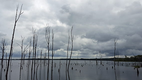dead, trees, flooded, water, stand, stormy, skies, manasquan reservoir, howell, new, jersey., man made lake, artificial lake, trees stumps, lake, white clouds, cloud images, cloud pictures, picture of clouds, sky images, sky pictures, lake images, pictures of lakes, landscape images, nature images, tree images, reflection, scenic, water view, explore, shoreline, new jersey, nature, outdoor, reservoir, cloud - sky, sky, beauty in nature, tranquility, no people, scenics - nature, tranquil scene, overcast, day, plant, outdoors, non-urban scene, storm, storm cloud, 2K