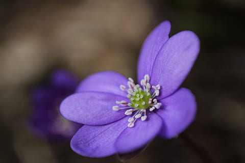 hepatica, primer pla, primavera, blau, flor, naturalesa, florir, pètals, flora, botànica, planta, planta amb flors, frescor, bellesa a la natura, porpra, fragilitat, vulnerabilitat, pètal, inflorescència, cap de flor, cap gent, creixement, bellesa, centrar-se en primer pla, enfocament selectiu, a l'aire lliure, pol·len, safrà, suavitat, 5K, CC0, domini públic, lliure de regalies