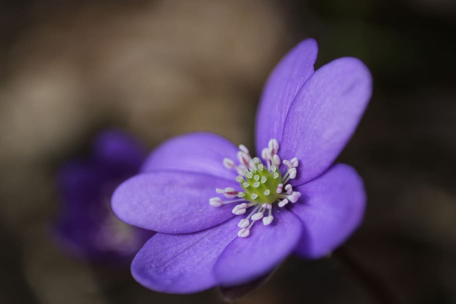 hepatica, primer pla, primavera, blau, flor, naturalesa, florir, pètals, flora, botànica, planta, planta amb flors, frescor, bellesa a la natura, porpra, fragilitat, vulnerabilitat, pètal, inflorescència, cap de flor, cap gent, creixement, bellesa, centrar-se en primer pla, enfocament selectiu, a l'aire lliure, pol·len, safrà, suavitat, 5K