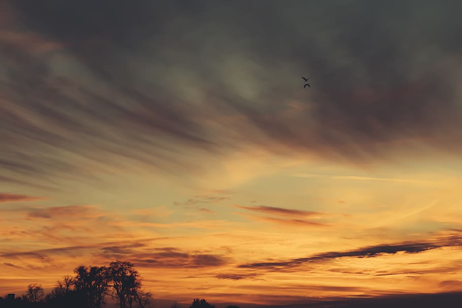 posta de sol, vespre, cel, núvols, ocells, núvol - cel, bellesa a la natura, escenics - natura, vista d’angle baix, volant, naturalesa, silueta, tranquil·litat, color taronja, cap gent, escena tranquil·la, idíl·lic, a l'aire lliure, ocell, cel dramàtic, vehicle aeri, arbre, avió, 5K