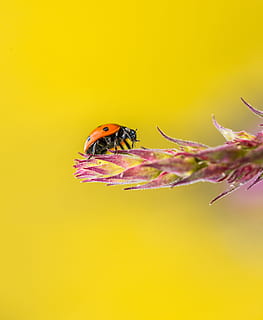 valikoiva, keskittyä valokuvaukseen, punainen, musta, leppäkerttu, lehtikasvi, vika, lady bug, kukka, ryömiä, keltainen tausta, luonto, hyönteinen, eläin, lähikuva, kasvi, makro, puun lehti, kuoriainen, vihreä väri, kesä, villieläimet, kauneus luonnossa, keltainen, pieni, ympäristö, ulkona, ruoho, kevät, monivärinen, täplikäs, kausi, taustat, 4K, CC0, public domain, rojaltivapaa