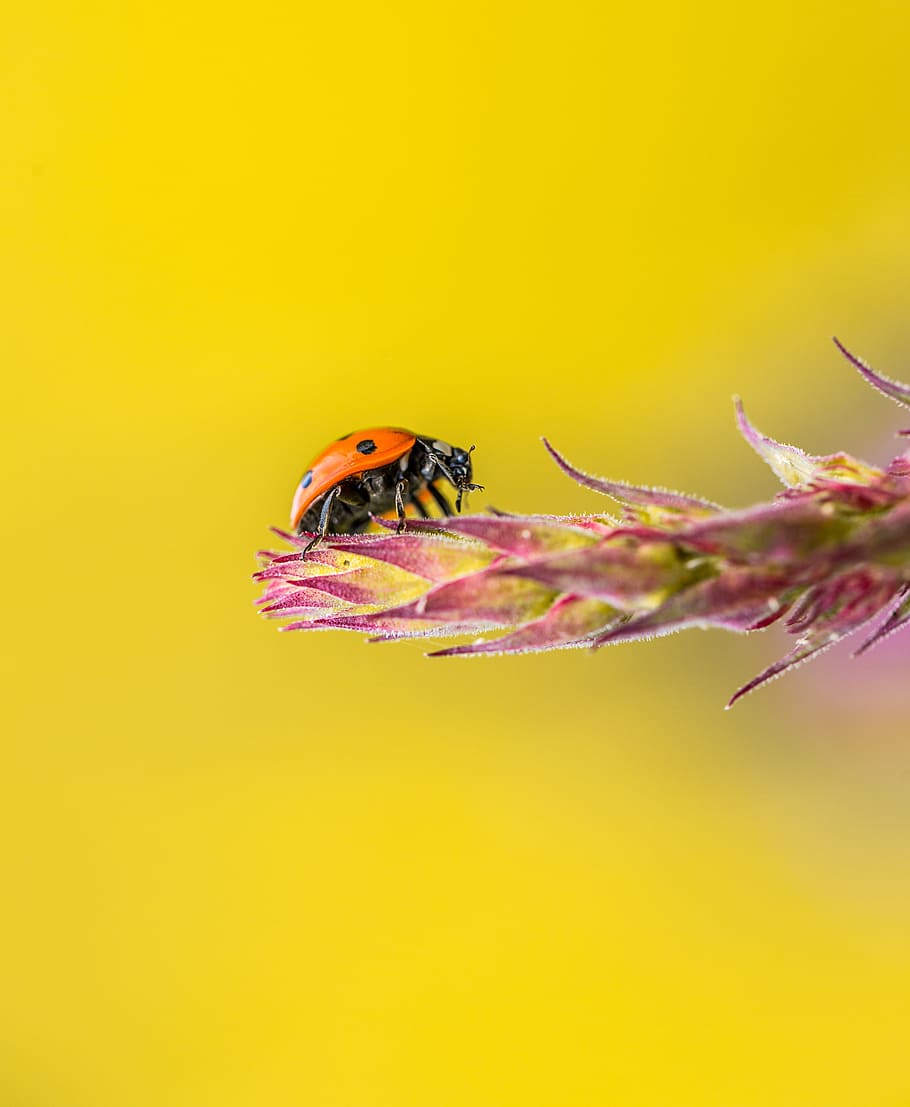 selektivní, zaostřovací fotografie, Červené, Černá, slunéčko sedmitečné, listová rostlina, Chyba, lady bug, květ, plazit se, žluté pozadí, Příroda, hmyz, zvíře, detail, rostlina, makro, list, brouk, zelená barva, letní, volně žijících živočichů, krása v přírodě, žlutá, malý, životní prostředí, venku, tráva, jaro, vícebarevné, puntíkovaný, sezóna, pozadí, 4K