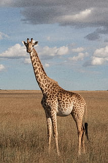giraffa, in piedi, erba, fauna selvatica, nuvola - cielo, cielo, animale, mammifero, animali allo stato selvatico, temi animali, ambiente, paesaggio, campo, safari, terra, un animale, natura, giorno, nessuno, pianta, erbivoro, ghepardo, collo animale, 5K, CC0, dominio pubblico, privo di copyright