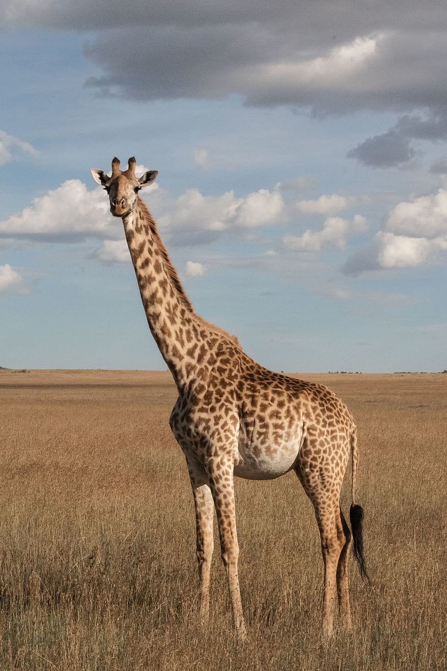 giraffa, in piedi, erba, fauna selvatica, nuvola - cielo, cielo, animale, mammifero, animali allo stato selvatico, temi animali, ambiente, paesaggio, campo, safari, terra, un animale, natura, giorno, nessuno, pianta, erbivoro, ghepardo, collo animale, 5K