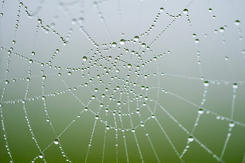 net, păianjen, model, natură, web, textură, în aer liber, rouă, verde, cădere brusca, apă, ceaţă, panza de paianjen, umed, fragilitate, a închide, nici o persoana, vulnerabilitate, fundaluri, frumusețe în natură, modelul natural, Culoarea verde, prospeţime, cadru complet, complexitate, ploaie, puritate, picătură de ploaie, 5K, CC0, domeniu public, fără drepturi de autor