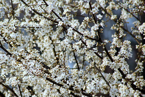 frugt træ, blomme, blomstring, forår, afdeling, natur, hvide blomster, træ, blomstrende plante, blomstre, blomst, skrøbelighed, plante, vækst, skønhed i naturen, sårbarhed, kirsebær blomst, friskhed, dag, hvid farve, tæt på, Kirsebærtræ, ingen mennesker, udendørs, 4K, CC0, offentligt domæne, royaltyfrie