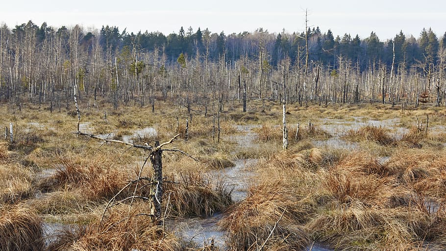 palude, alberi, foresta, sera, inverno, Lituania, mistico, erbe aromatiche, paesaggio, natura, panoramico, all'aperto, scenario, selvaggio, Marrone, vecchi alberi, pianta, albero, terra, la tranquillità, scena tranquilla, erba, scena non urbana, crescita, nessuno, scenics - natura, ambiente, bellezza nella natura, giorno, cielo, campo, a distanza, albero di conifere, 5K