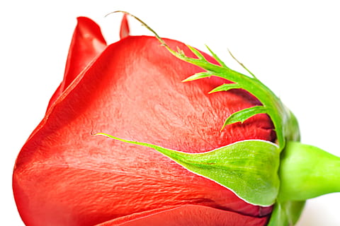 blomst, con2011, natur, rød, mad, friskhed, mad og drikke, sund kost, velvære, skåret ud, hvid baggrund, tæt på, sund livsstil, frugt, sundhedspleje og medicin, menneskelig kropsdel, grøn farve, studio skud, kropsdel, plante del, blad, organisk, saftig, moden, menneskeligt ansigt, lyse, Vegetarmad, 2K, CC0, offentligt domæne, royaltyfrie