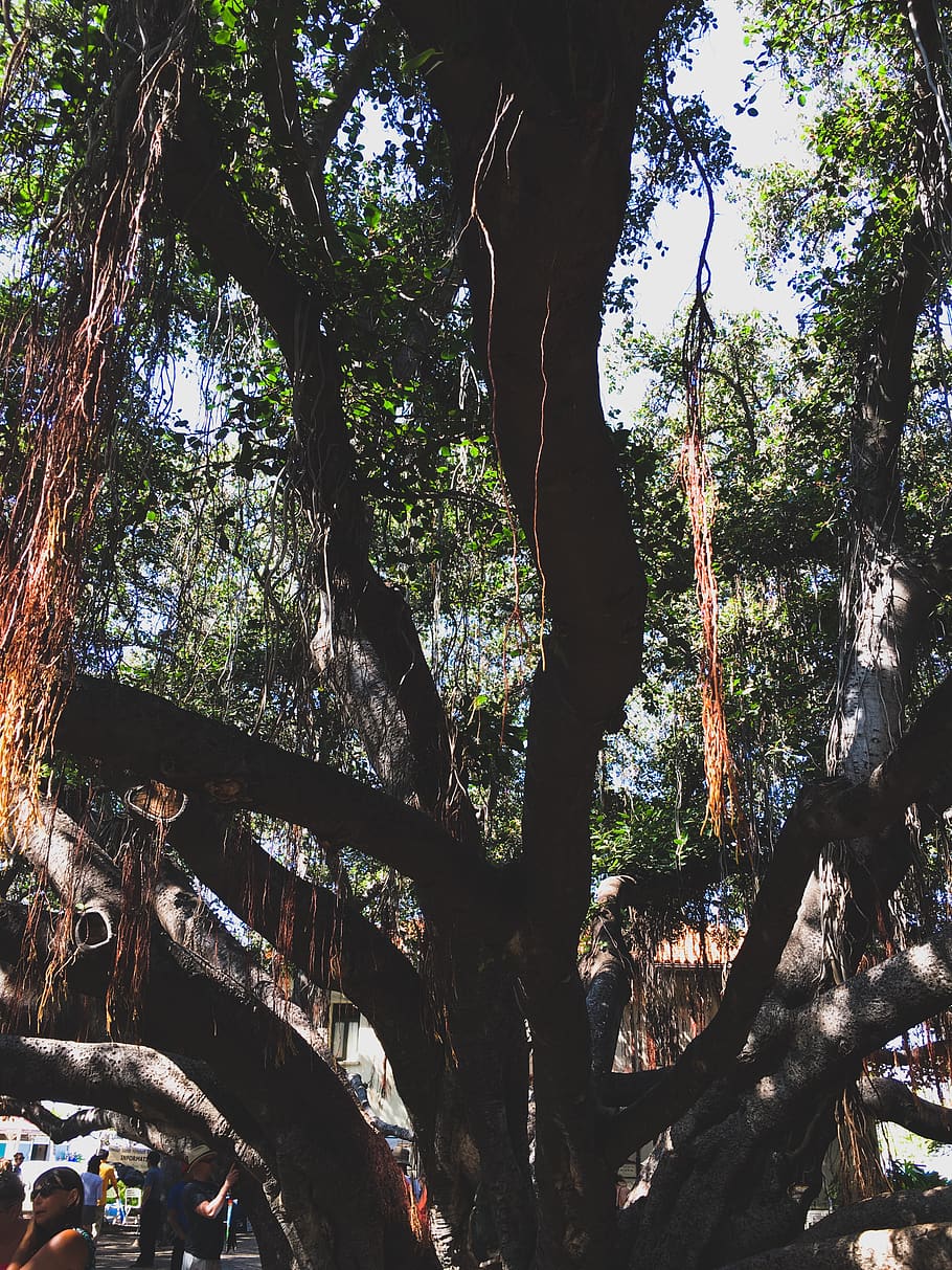 tronc de l'arbre, planta, arbre, humà, persona, conífera, arrel, abies, avet, sequoia, fusta, flicker bird, picot, animal, ocell, jardí, a l'aire lliure, adoració, santuari, arquitectura, creixement, tronc, naturalesa, vista d’angle baix, cap gent, dia, branca, terra, tranquil·litat, bosc, bellesa a la natura, llum solar, cel, escenics - natura, material de fusta, escena tranquil·la, escorça, copa de l'arbre, 4K