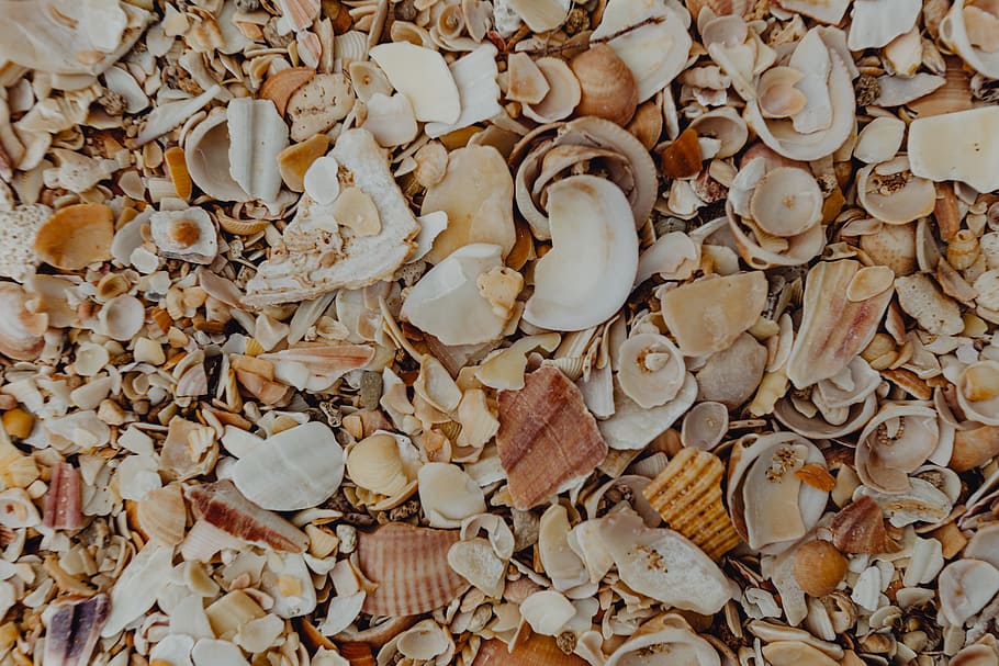 mořské mušle, pláž, algarve, Portugalsko, moře, letní, Pozadí, vzor, tapeta na zeď, mušle, celý rám, hojnost, velká skupina objektů, nikdo, detail, shell, den, přímo nad, Příroda, suchý, přistát, vysoký úhel pohledu, krása v přírodě, zvířecí shell, list, venku, texturou, rostlinné části, listy, 5K