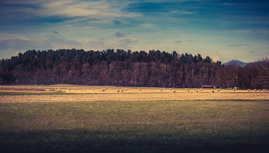 verd, herba, arbres, camp, bosc, pastures, agricultura, arbre, granja, cel, fenc, paisatge, arbre de caiguda, paller, hayroll, camp de fenc, núvol, treeline, horitzó, openfield, hivern, planta, bellesa a la natura, terra, escena tranquil·la, medi ambient, escenics - natura, creixement, tranquil·litat, núvol - cel, naturalesa, escena no urbana, cap gent, dia, idíl·lic, a l'aire lliure, 2K