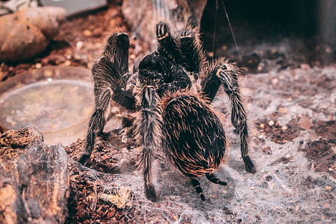 tarantola nera, fauna selvatica, animale, temi animali, nessuno, natura, animali allo stato selvatico, gruppo di animali, terra, giorno, messa a fuoco selettiva, avvicinamento, concentrarsi sulle conoscenze acquisite, campo, solido, all'aperto, roccia, roccia - oggetto, uccello, aracnide, vertebrato, 5K, CC0, dominio pubblico, privo di copyright