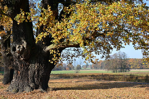quercia, albero deciduo, albero, vecchio, secoli, natura, paesaggio, autunno, le foglie, umore autunnale, fogliame autunnale, pianta, bellezza nella natura, crescita, la tranquillità, terra, giorno, scena tranquilla, campo, nessuno, scenics - natura, tronco, tronco d'albero, ambiente, modificare, luce del sole, all'aperto, 5K, CC0, dominio pubblico, privo di copyright