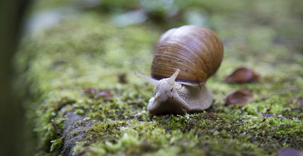 superficial, fotografía de enfoque, caracol, cáscara, lento, babosa, animal, molusco, fauna animal, temas de animales, gasterópodo, un animal, invertebrado, de cerca, enfoque selectivo, animales en la naturaleza, caparazón de animal, nadie, antena animal, naturaleza, planta, día, musgo, aburrimiento, al aire libre, arrastrándose, 4K