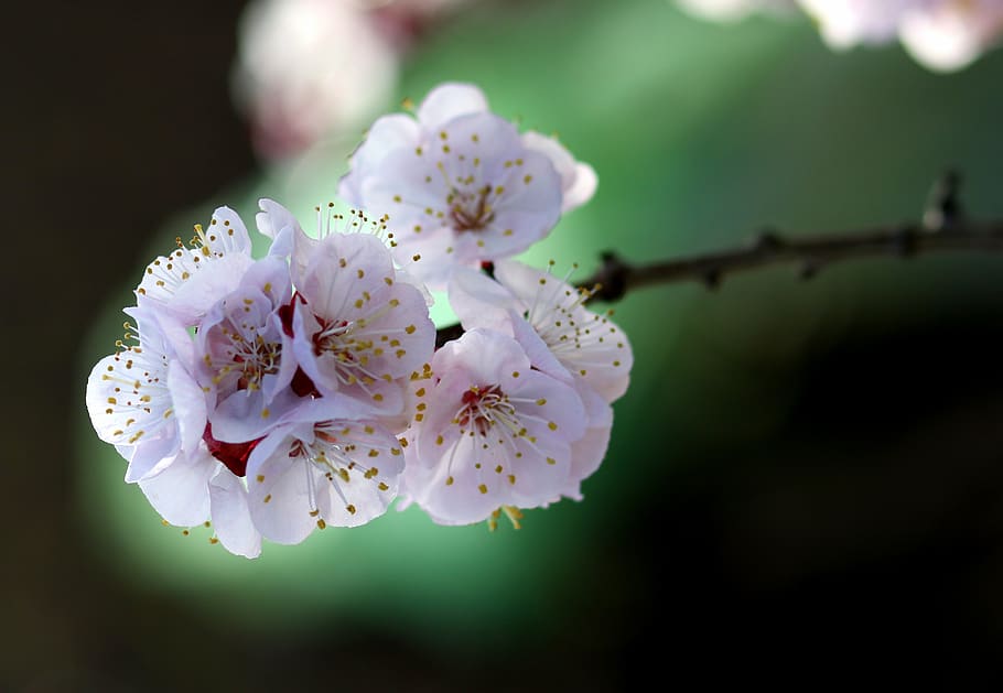 flors, blanc, primavera, arbre, casey, naturalesa, subministraments, bonic, color, botànic, florir, flor, planta amb flors, planta, bellesa a la natura, fragilitat, frescor, vulnerabilitat, primer pla, pètal, inflorescència, creixement, cap de flor, pol·len, cap gent, centrar-se en primer pla, color rosa, flor de cirerer, a l'aire lliure, cirerer, 4K