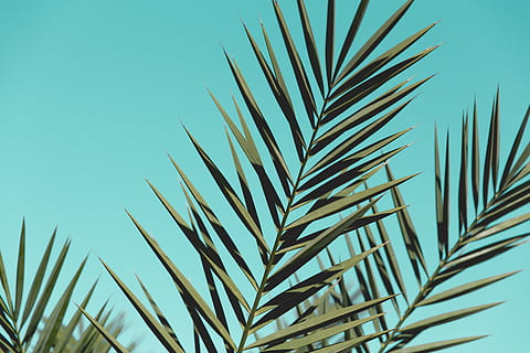 natuur, flora, boom, blad, cactus, groei, fabriek, hemel, schoonheid in de natuur, heldere lucht, dag, geen mensen, groene kleur, deel van de plant, palmblad, detailopname, lage hoekweergave, palmboom, kalmte, focus op de voorgrond, buitenshuis, tropisch klimaat, grassprietje, puntig, 5K, CC0, publiek domein, royaltyvrij