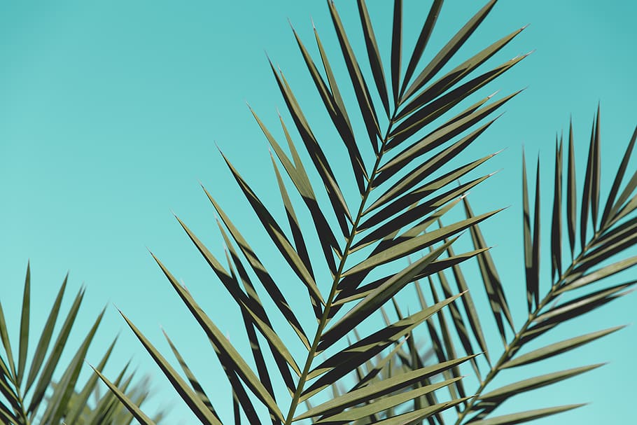 naturalesa, flora, arbre, full, cactus, creixement, planta, cel, bellesa a la natura, cel clar, dia, cap gent, color verd, part de la planta, fulla de palma, primer pla, vista d’angle baix, Palmera, tranquil·litat, centrar-se en primer pla, a l'aire lliure, clima tropical, fulla d'herba, picant, 5K