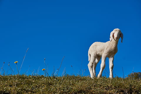 xai, Pasqua, ovelles, schäfchen, primavera, bonic, prat, còpia espai, curiós, animal, temes d'animals, mamífer, un animal, animals domèstics, nacional, blau, herba, mascotes, vertebrats, terra, camp, planta, bestiar, naturalesa, cel, cel clar, cap gent, de peu, herbívors, 5K, CC0, domini públic, lliure de regalies