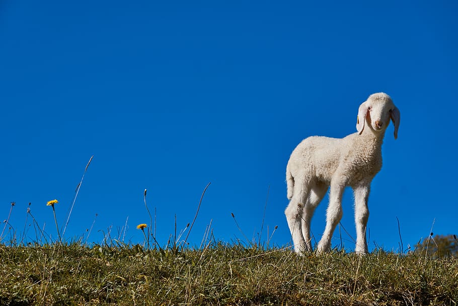xai, Pasqua, ovelles, schäfchen, primavera, bonic, prat, còpia espai, curiós, animal, temes d'animals, mamífer, un animal, animals domèstics, nacional, blau, herba, mascotes, vertebrats, terra, camp, planta, bestiar, naturalesa, cel, cel clar, cap gent, de peu, herbívors, 5K