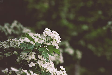 bunga putih, menanam, mekar, bunga, kerenyam, daun bunga, apiaceae, vegetasi, semak, ungu, acanthaceae, lupin, serangga, tawon, hewan, lebah, andrena, tabuhan, invertebrata, bunga sakura, aster, tanaman berbunga, pertumbuhan, keindahan di alam, kesegaran, kerapuhan, kerentanan, merapatkan, warna putih, fokus pada latar depan, alam, hari, daun, tidak ada orang, bagian tanaman, fokus selektif, hal berkembang, di luar rumah, kepala bunga, musim semi, seikat bunga, 5K, CC0, domain publik, bebas royalti