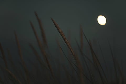 selektiv, fokus fotografi, hvede, måne, nat, skygge, græs, Fujifilm, tapet, baggrund, natur, nattelys, plante, måneskin, solnedgang, sommer, udendørs, baggrunde, sollys, tæt på, himmel, ingen mennesker, skønhed i naturen, lys - naturligt fænomen, sæson, morgen, skumring, sol, eng, miljø, solopgang - daggry, landskab, 4K, CC0, offentligt domæne, royaltyfrie