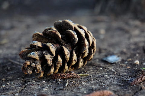 grankogle, fyrretræ, træ, jord, naturlig, Jordet, Skov, snavset, smuds, tæt på, selektiv fokusering, ingen mennesker, mad, mad og drikke, dag, natur, stilleben, tekstureret, træ - materiale, fokus på forgrunden, udendørs, sund kost, solid, Pinaceae, velvære, Brun, nåletræ, rock-objekt, 4K, CC0, offentligt domæne, royaltyfrie