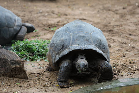 tortuga, sorra, herba, temes d'animals, animal, fauna animal, vertebrats, rèptil, un animal, animals a la natura, terra, dia, centrar-se en primer pla, camp, naturalesa, cap gent, a l'aire lliure, closca de tortuga, shell, primer pla, closca d’animals, 5K, CC0, domini públic, lliure de regalies