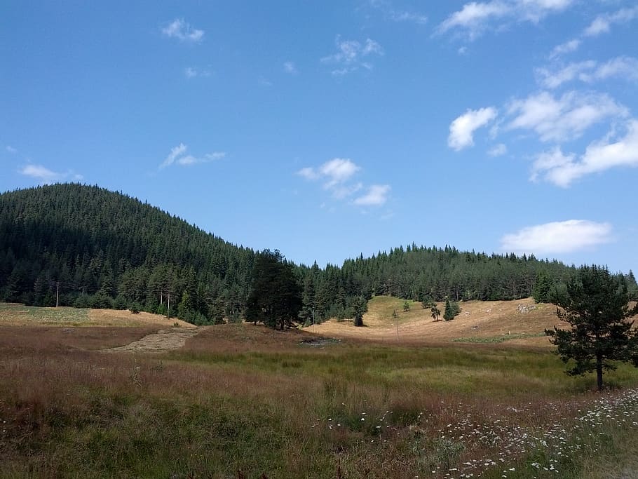 rodopi, bosc, arbre, planta, cel, tranquil·litat, escenics - natura, escena tranquil·la, bellesa a la natura, paisatge, terra, medi ambient, núvol - cel, escena no urbana, creixement, cap gent, dia, naturalesa, color verd, camp, herba, 2K