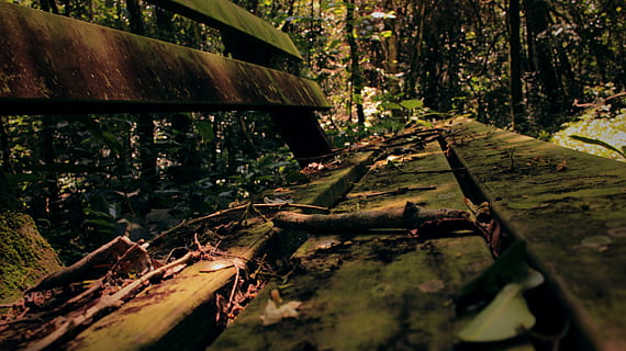 foglia, autunno, vecchio, panchina, foresta, albero, pianta, natura, parte vegetale, nessuno, giorno, legno - materiale, arrugginito, terra, abbandonato, mezzi di trasporto, danneggiato, metallo, corri giù, avvicinamento, legna, architettura, all'aperto, deterioramento, 5K, CC0, dominio pubblico, privo di copyright