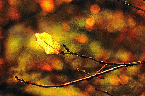 bosc, full, branques, hivern, tardor, últim escarabat, color de la tardor, fullatge de tardor, humor, místic, taronja, marró, groc, paisatge, naturalesa, fulles, febrer, màgia d'hivern, màgia de tardor, màgia, llum solar, schönwetter, arbre, part de la planta, centrar-se en primer pla, canvi, primer pla, branca, planta, cap gent, dia, bellesa a la natura, a l'aire lliure, sec, creixement, tranquil·litat, vulnerabilitat, condició natural, 2K, CC0, domini públic, lliure de regalies