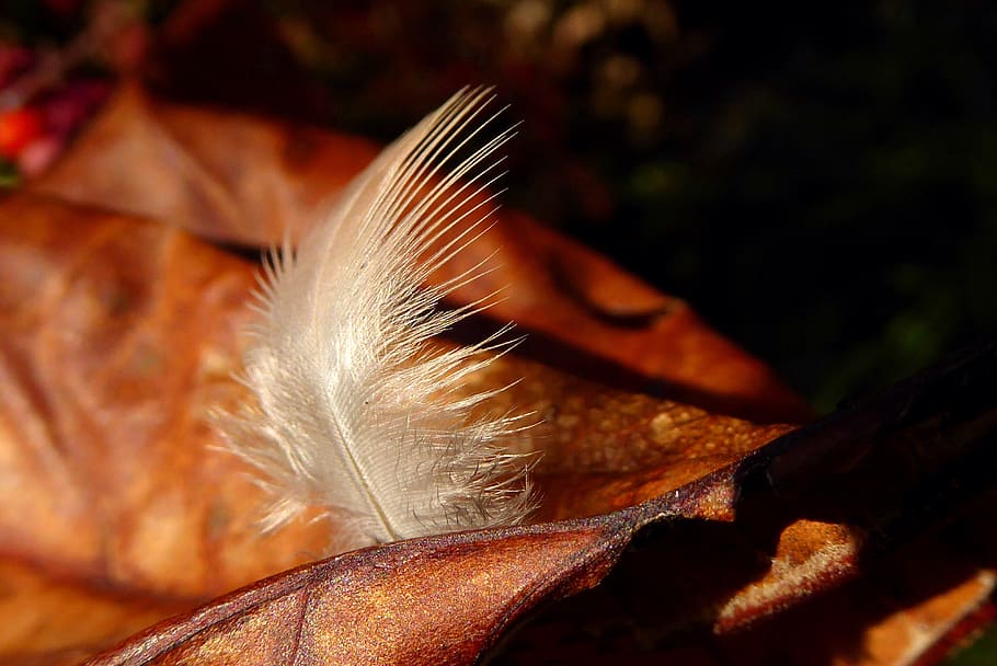 piuma, autunno, foglia, morbido, croccante, fragile, Marrone, bianca, avvicinamento, morbidezza, vulnerabilità, fragilità, nessuno, leggero, natura, giorno, pianta, messa a fuoco selettiva, all'aperto, bellezza nella natura, parte vegetale, natura morta, luce del sole, Colore bianco, fiore, 4K