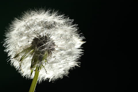 dente di leone, retroilluminazione, macro, avvicinamento, natura, fiore, semi, semi volanti, sole, pianta, fiore selvaggio, ombrello, pianta naturale, spora, fragilità, vulnerabilità, freschezza, pianta fiorita, bellezza nella natura, infiorescenza, girato in studio, copia spazio, testa di fiore, crescita, semi di dente di leone, nessuno, sfondo nero, morbidezza, 5K, CC0, dominio pubblico, privo di copyright