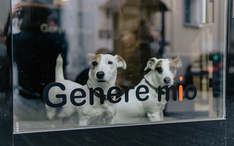 du balti šunys, naminių gyvūnėlių, šuo, gyvūnas, šunims, žinduolių, langas, sienos, mielas, stiklas, šunys, durys, terjeras, smalsu, Husky, labradoro retriveris, skalikas, asmuo, pareigūnas, karinė uniforma, žmogus, stiklas - medžiaga, gyvūnų temos, tekstą, vienas gyvūnas, vidaus, Naminiai gyvūnai, augintiniai, nėra žmonių, atstovavimas, komunikacijos, atspindys, gyvūnų atstovavimas, dieną, sutelkti dėmesį į naujas žinias, skaidrus, mažas, gyvūnų galva, 5K