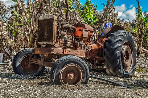 tractor, vell, oldtimer, rovellat, envellit, resistent, antiguitat, rural, camp, plantació de plàtans, decaïment, transport, manera de transport, dia, vehicle terrestre, terra, naturalesa, arbre, planta, equipament agrícola, roda, maquinària agrícola, cap gent, llum solar, a l'aire lliure, maquinària, estacionari, abandonat, pneumàtic, 5K, CC0, domini públic, lliure de regalies