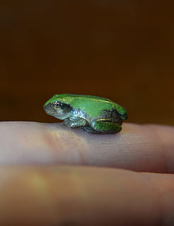criatura, petit, fons, dit, macro, primer pla, fons de pantalla, vida salvatge, naturalesa, amfibi, nadó animal, granota, animal, froglet, verd, treefrog, mà humana, mà, un animal, part del cos humà, fauna animal, animals a la natura, una persona, enfocament selectiu, rèptil, vertebrats, part del cos, dit humà, llangardaix, a l'interior, color verd, 2K, CC0, domini públic, lliure de regalies