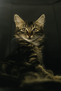 tajam, hangat, gelap, lucu, telinga, mulut, hidung, bokehlicious, berbulu, imut, serius, murung, hewan, membelai, kucing, kucing rumahan, lokal, hewan peliharaan, binatang lokal, mamalia, licik, satu binatang, potret, melihat kamera, dalam ruangan, tidak ada orang, bertulang belakang, relaksasi, kumis, mebel, merapatkan, maine coon cat, mata binatang, 4K, CC0, domain publik, bebas royalti