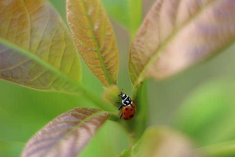 mariehøne, insekt, coccinellida, plante del, blad, hvirvelløse, dyre temaer, dyr, dyreliv, dyr i naturen, plante, selektiv fokusering, et dyr, grøn farve, tæt på, vækst, natur, dag, skønhed i naturen, ingen mennesker, udendørs, zoologi, dyrefløj, lille, 5K, CC0, offentligt domæne, royaltyfrie