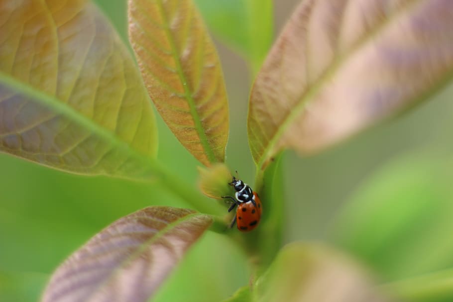mariehøne, insekt, coccinellida, plante del, blad, hvirvelløse, dyre temaer, dyr, dyreliv, dyr i naturen, plante, selektiv fokusering, et dyr, grøn farve, tæt på, vækst, natur, dag, skønhed i naturen, ingen mennesker, udendørs, zoologi, dyrefløj, lille, 5K