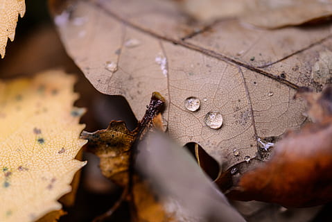 oak, leaf, drop, macro, autumn, leaves, nature, tree, green, acorns, plant, brown, acorn, forest, foliage, branch, plant part, selective focus, close-up, dry, no people, day, change, outdoors, water, beauty in nature, land, wet, leaf vein, maple leaf, 5K, CC0, public domain, royalty free