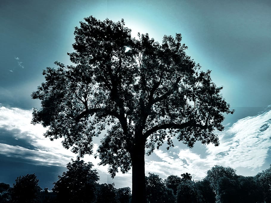fotografia de silueta, arbre, branques, núvols, paisatge, naturalesa, cel, llum solar, arbres, boscos, planta, bellesa a la natura, vista d’angle baix, núvol - cel, tranquil·litat, creixement, cap gent, silueta, escena tranquil·la, tronc, tronc de l'arbre, escenics - natura, dia, a l'aire lliure, branca, escena no urbana, 5K