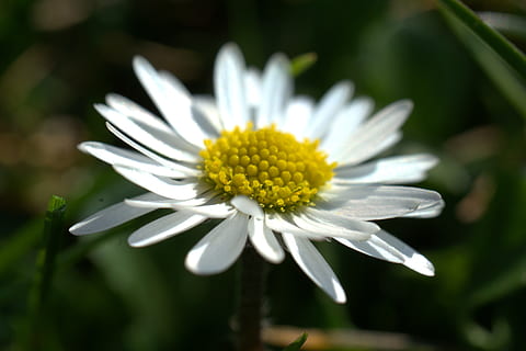 daisy, meadow, spring, easter, summer, plant, garden, blossom, bloom, flower, grass, yellow, white, sunny, cheerful, soft, dom, pointed flower, field, nature, flowering plant, fragility, vulnerability, freshness, petal, beauty in nature, close-up, flower head, growth, inflorescence, white color, pollen, focus on foreground, day, no people, outdoors, softness, 4K, CC0, public domain, royalty free