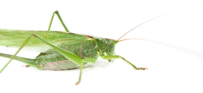 žiogas, vabzdys, šokinėti, žalias, Iš arti, pobūdį, makro, lauke, gyvūnas, išsamiai, sėdi, kojos, padaras, fauna, klaida, antena, bestuburiai, gyvūnų temos, vienas gyvūnas, gyvūnų gyvūnija, gyvūnų antena, žalia spalva, gyvūnų kūno dalis, baltas fonas, ekstremalus artumas, lapai, augalų dalis, Iškirpti, studija, nėra žmonių, gyvūnų kojos, padidinimas, mažas, gyvūnų galva, gyvūnų akis, 4K, CC0, Viešasis domenas, nemokamai