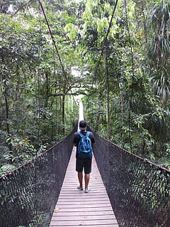 man, walking, hanging, bridge, forest, adventure, back view, backpack, footbridge, footpath, guidance, hanging bridge, hike, jungle, landscape, long, mother nature, park, person, rainforest, summer, trail, trees, tropical, wood, real people, tree, plant, full length, lifestyles, leisure activity, rear view, one person, growth, day, nature, direction, women, the way forward, built structure, railing, casual clothing, bridge - man made structure, outdoors, diminishing perspective, 2K, CC0, public domain, royalty free