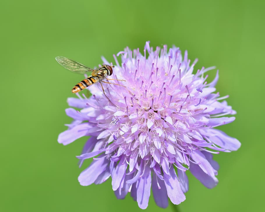 hoverfly, hmyz, květ, nachový, píce, létat, diptera, syrid, pyl, makro, vosa, včela, kvetoucí rostlina, bezobratlý, zvířat, krása v přírodě, zvíře, okvětní lístek, křehkost, zranitelnost, jednoho zvířete, svěžest, květu hlavy, detail, rostlina, zvířata ve volné přírodě, květenství, růst, nikdo, opylování, zvířecí křídlo, zelené pozadí, šeřík, 4K