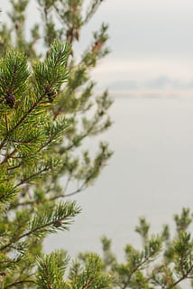 Baum, Pflanze, Nadelbaum, Kiefer, Tanne, abies, Natur, Wasser, Pinaceae, Leise, Pinus, Wolken, nordisch, Finnland, Meer, Helsinki, Archipel, Nadelholz, Blätter, Wachstum, Himmel, Schönheit in der Natur, Ruhe, keine Leute, Fokus auf den Vordergrund, grüne Farbe, Tag, Ast, draußen, Nahansicht, ruhige Szene, Flachwinkelansicht, selektiver Fokus, Szenen - Natur, Tannenbaum, 5K, CC0, gemeinfrei, lizenzfrei