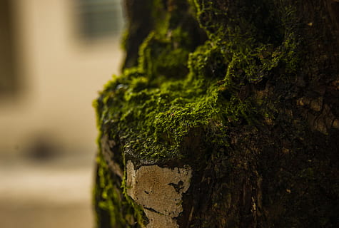 cerca de la foto, verde, musgo, de cerca, macro, centrarse en primer plano, color verde, árbol, planta, el maletero, tronco de arbol, crecimiento, nadie, enfoque selectivo, texturizado, naturaleza, día, al aire libre, ladrar, áspero, vegetal, cubierta, material de madera, liquen, 2K, CC0, dominio público, libre de derechos