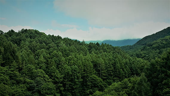 antenne, fotografering, grøn, træer, skyer, dagslys, miljø, Skov, vækst, jungle, landskab, bjerge, natur, regnskov, naturskøn, himmel, træ, grøn farve, skønhed i naturen, plante, ro, scenics - natur, rolig scene, sky - himmel, ikke-urbane scene, ingen mennesker, bjerg, jord, dag, frodig løv, udendørs, te afgrøde, 4K, CC0, offentligt domæne, royaltyfrie
